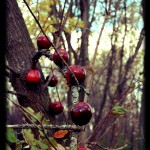 luring snowwhite.