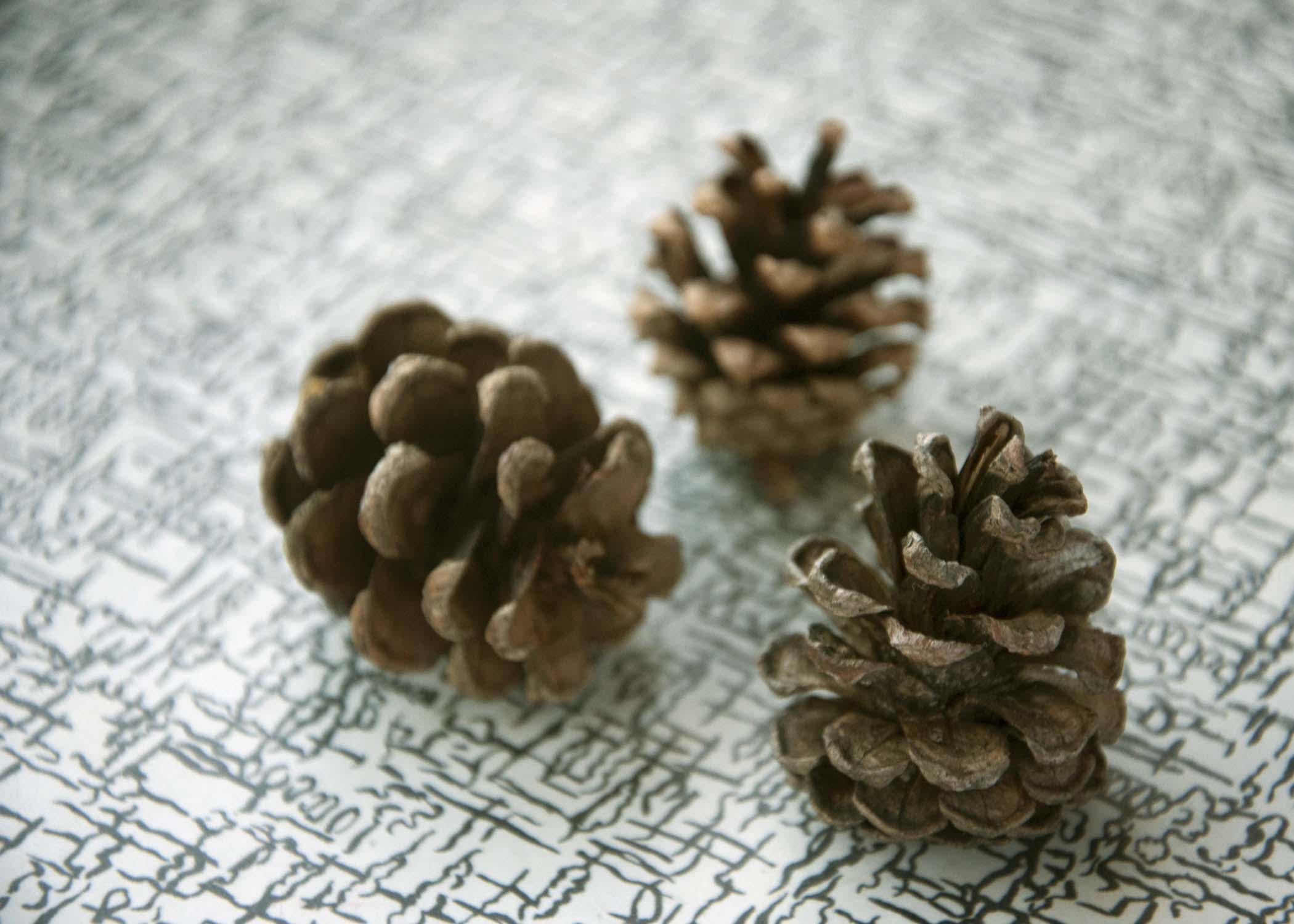 pinecones