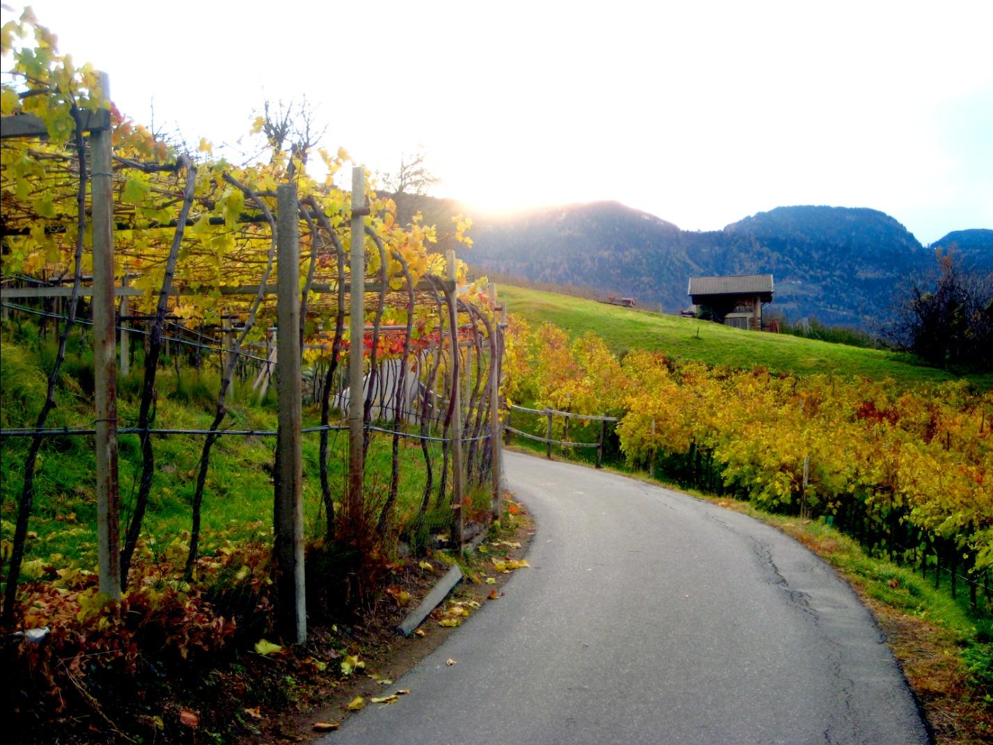Vineyards in Dorf Tirol by maria rainier