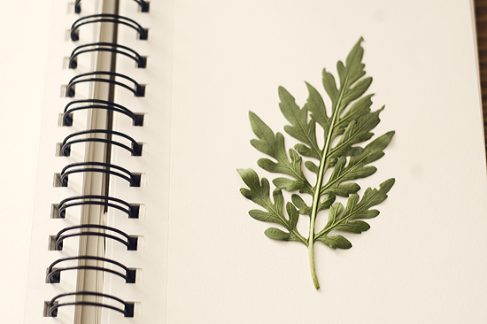 Nature Art Journal ©Kendra Kantor from Like a Bird Blog