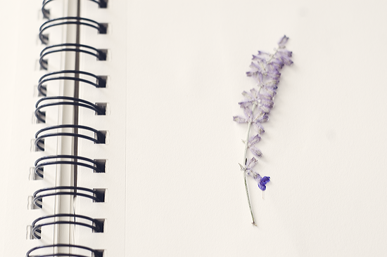 Nature Art Journal ©Kendra Kantor from Like a Bird Blog