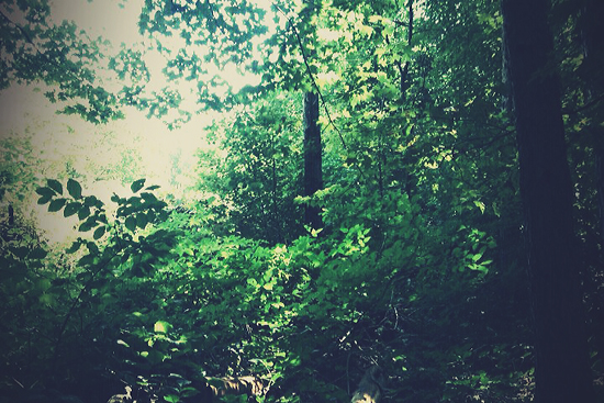Nature Art Journal ©Kendra Kantor from Like a Bird Blog