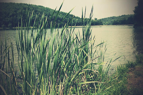 Nature Art Journal ©Kendra Kantor from Like a Bird Blog