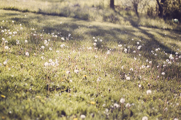 dandelion field ©Kendra Kantor